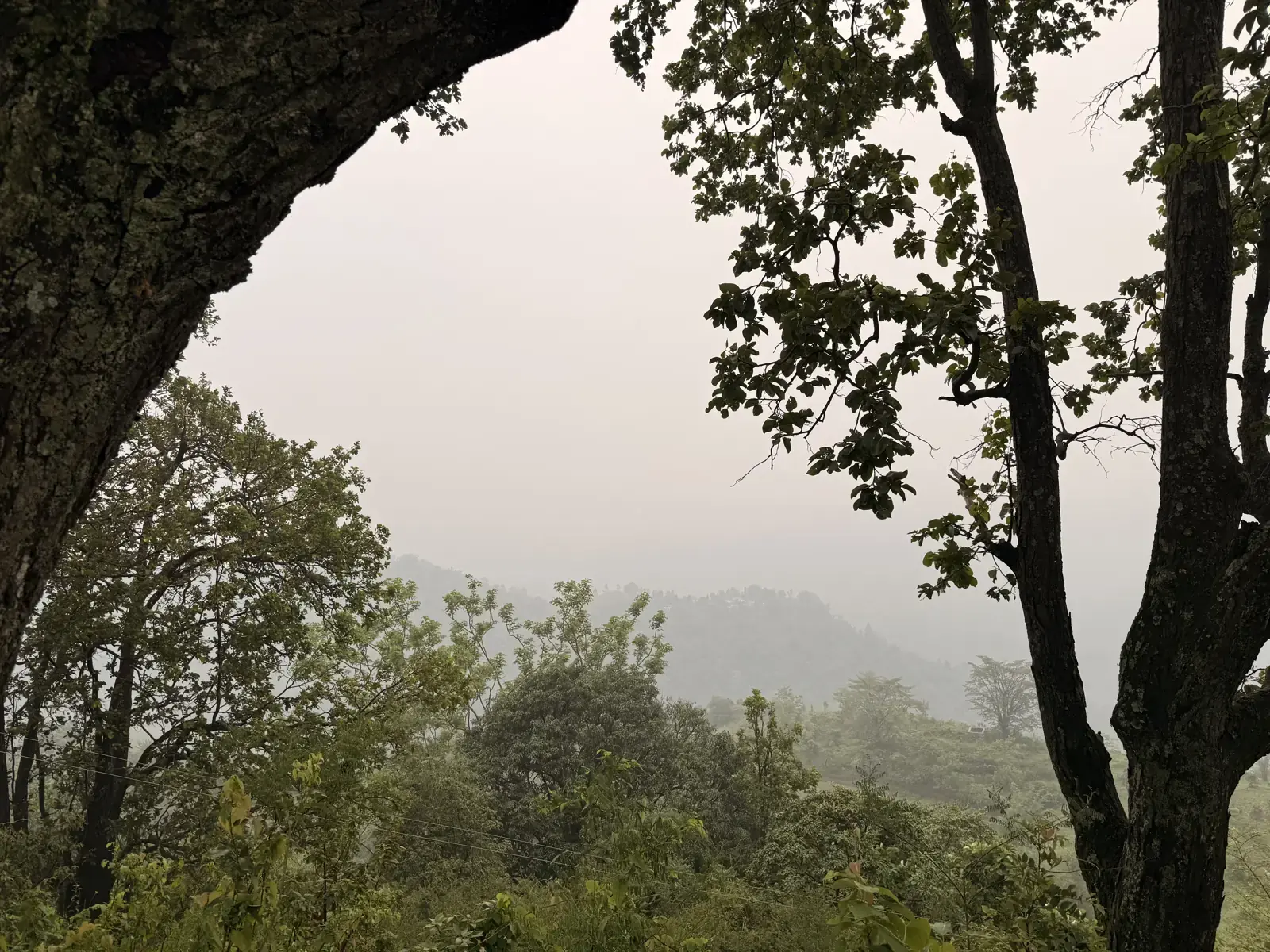 Misty sal forest ridge near the Rajaji National Tiger Reserve